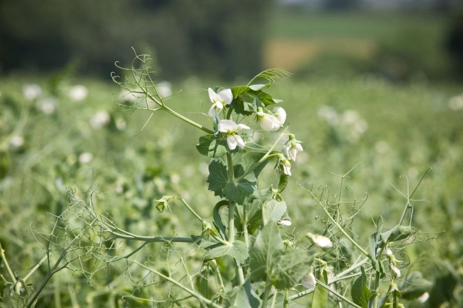 Pulse Progress: Planning for pulses