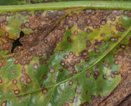 Real Results Roundtable: A cercospora quandary