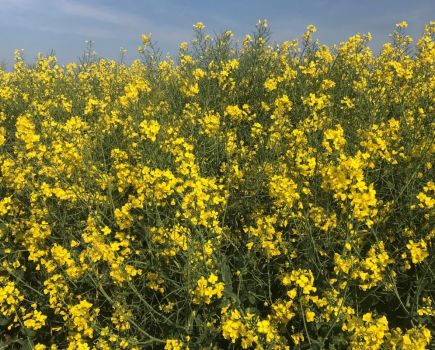 Conventional OSR: Compelling conventionals