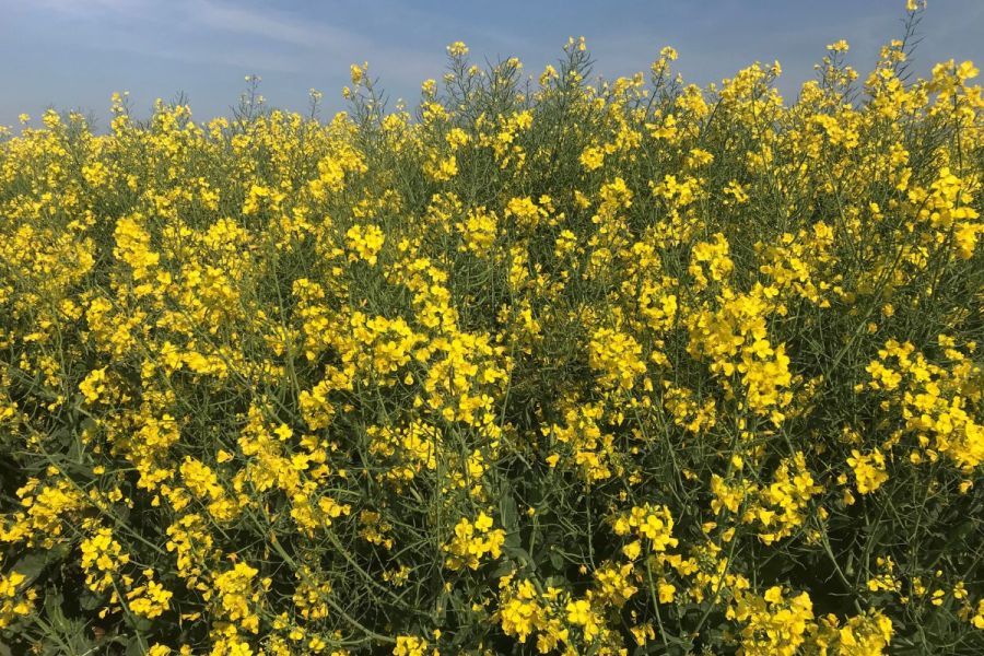 Conventional OSR: Compelling conventionals