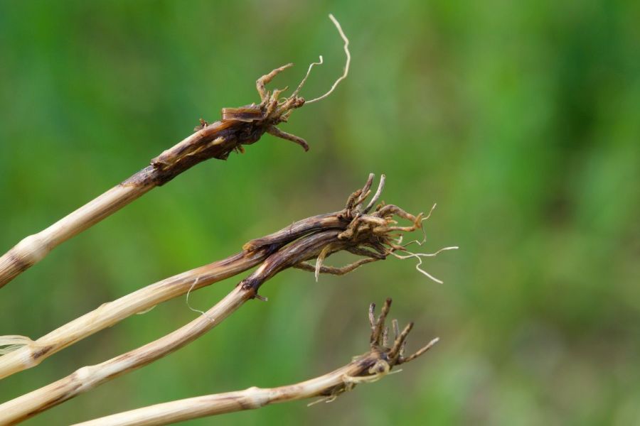 Seed treatments: Avoiding the take-all trap