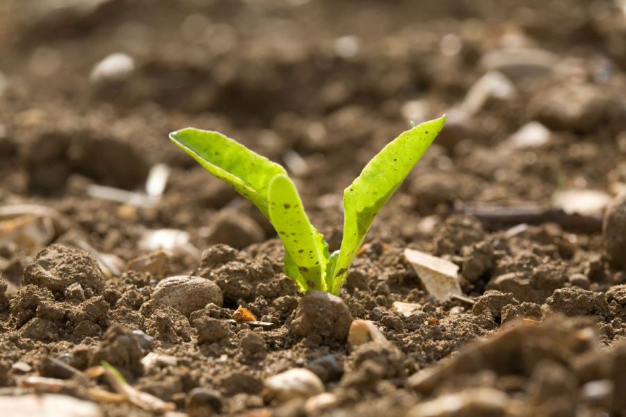 Sugar beet survey: Smart sugar beet