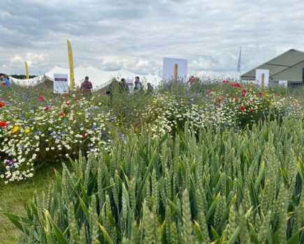 Cereals Event report: Focus on food production