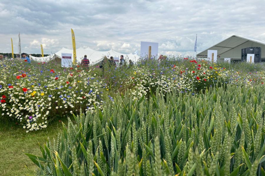 Cereals Event report: Focus on food production