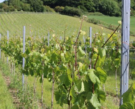 Alternative crops: Grape minds think alike