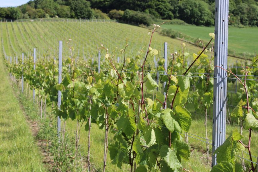 Alternative crops: Grape minds think alike