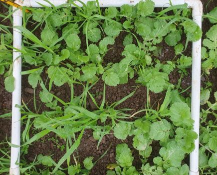 Cover crop establishment: Research insights