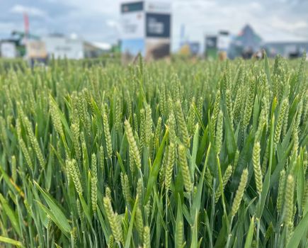 Insider’s View: Wheat - A glimpse of gold
