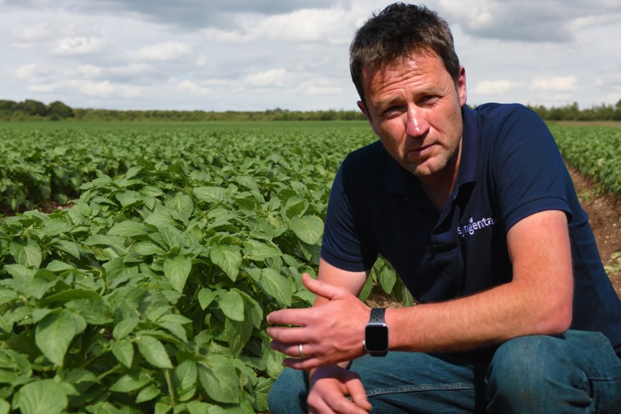 Image depicting a white male crouching infront of a potato crop, pre flowering stage.