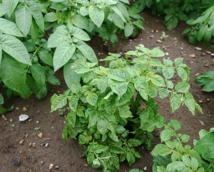 Potatoes: Potato virus prevention