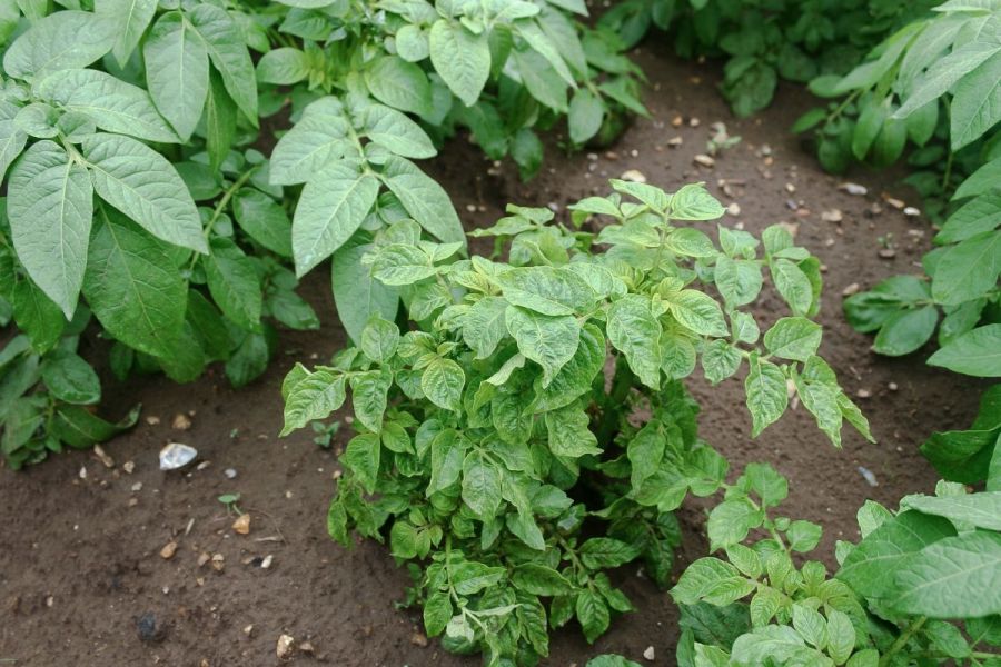 Potatoes: Potato virus prevention