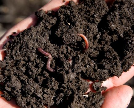 Rhizophagy cycle: Attracting soil microbes