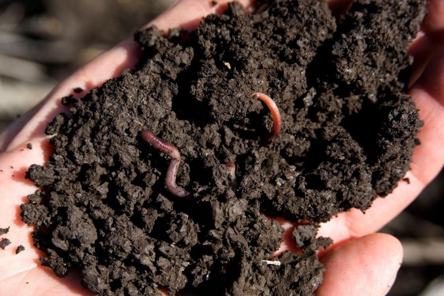 Rhizophagy cycle: Attracting soil microbes