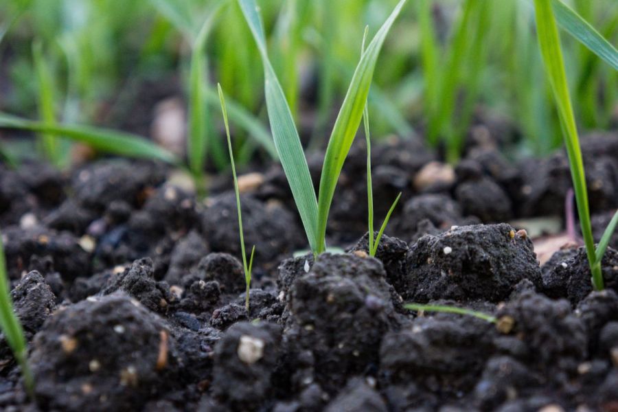 Weed management: Seed return concerns