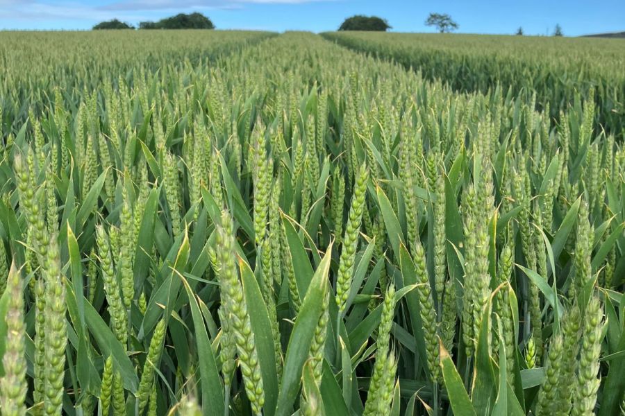 Responsive rotations: Farming for tomorrow