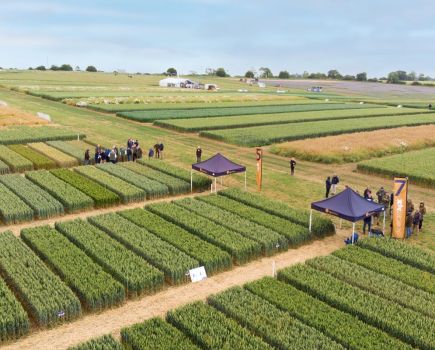 Lamport AgX: Maintaining a balance
