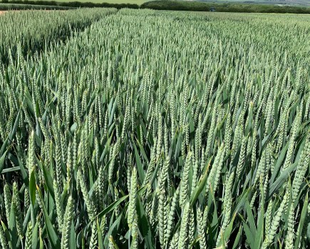An image depicting a field of green wheat.