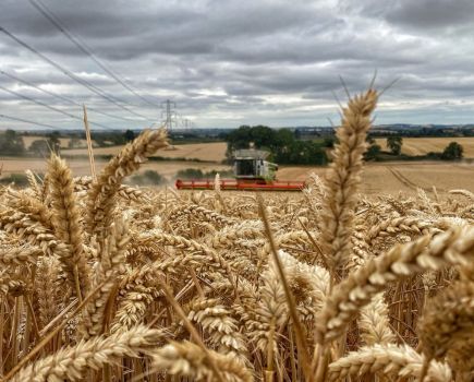 Milling wheat: The quality conundrum