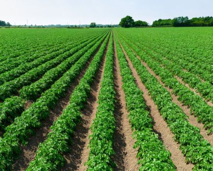Potato-LITE project: Lowering cultivation intensity