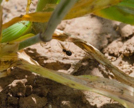 Agricultural spiders: Wonders of the web