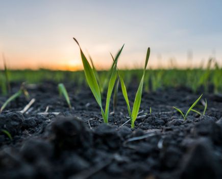 Residual herbicides: From the ground up