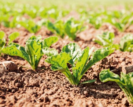 Sugar beet varieties: Compare and contrast