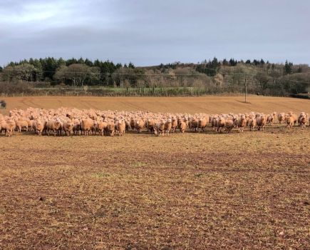 Grazing arable crops: Flocks of benefits