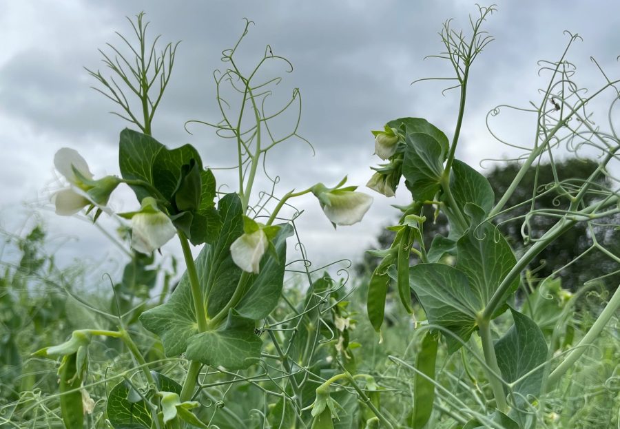 An image of Batist peas.