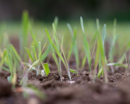 Spring cropping: Widening the windows