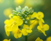OSR cropping update