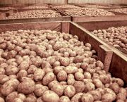 Potato webinars: Storage finesse