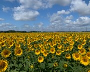 An image of a field of sunflowers against a blue sky with some cloud cover.