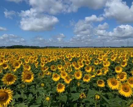 An image of a field of sunflowers against a blue sky with some cloud cover.