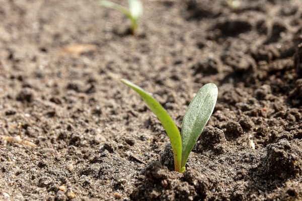 Free-living nematodes: Case for biological nematode control builds in beet