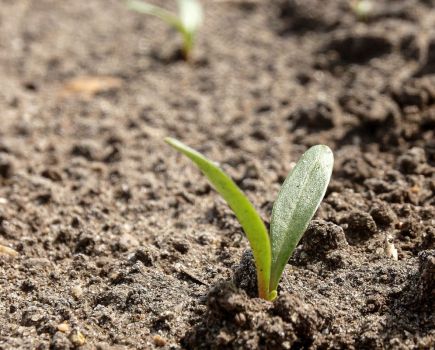 Free-living nematodes: Case for biological nematode control builds in beet