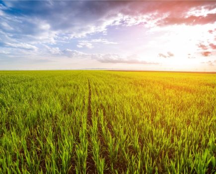 Climate resilient cropping: Health is wealth with biosolutions
