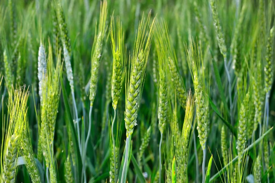 Biostimulants: Using biostimulants to decarbonise food production