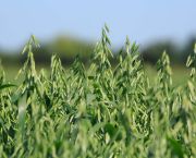 Spring cropping: Golden gains with oats