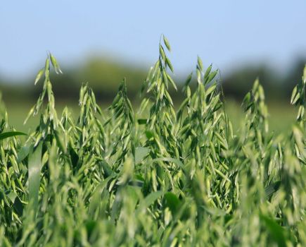 Spring cropping: Golden gains with oats
