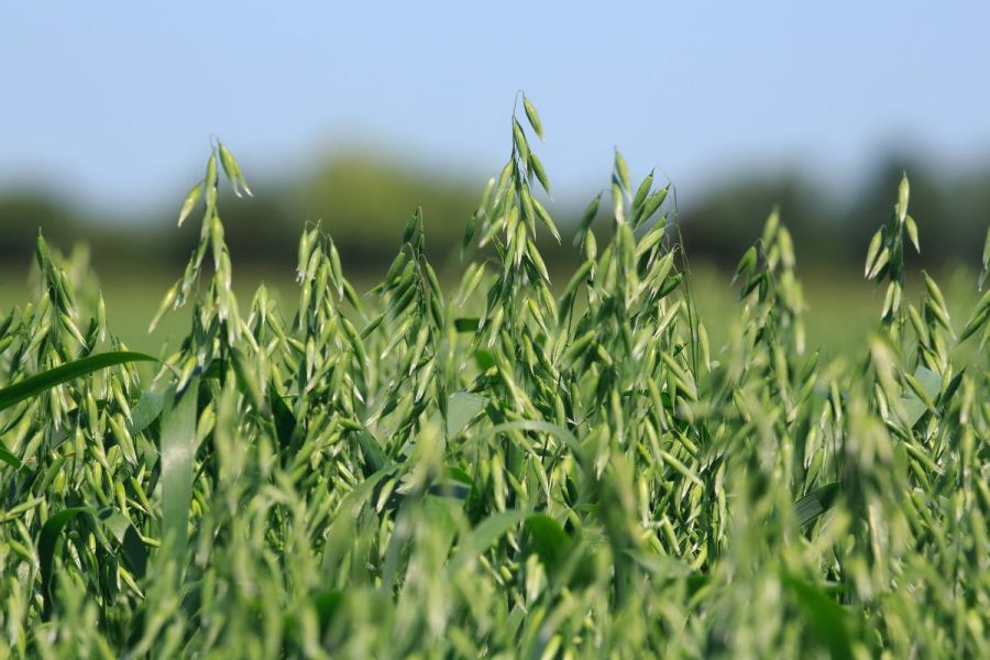 Spring cropping: Golden gains with oats