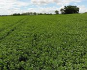 Pulse Progress: Growing for gold: getting the best out of pulse crops
