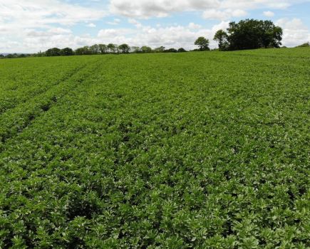 Pulse Progress: Growing for gold: getting the best out of pulse crops