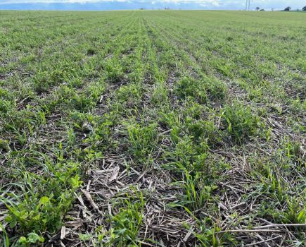 BASE-UK: Is lucerne the answer to living mulch challenge?