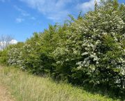 Nature Natters: A future of haves and have-nots