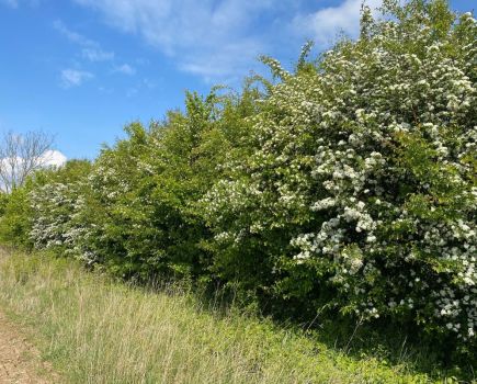 Nature Natters: A future of haves and have-nots
