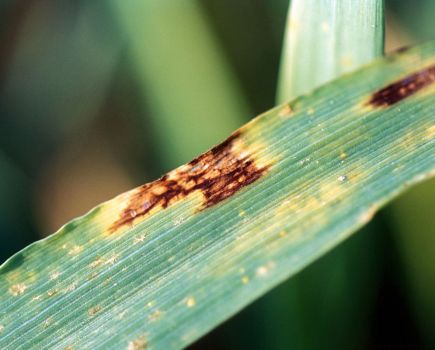 Cereal crop management: Tackling net blotch risk in spring barley