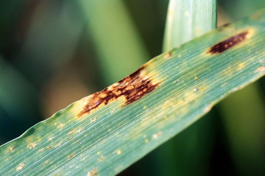 Cereal crop management: Tackling net blotch risk in spring barley