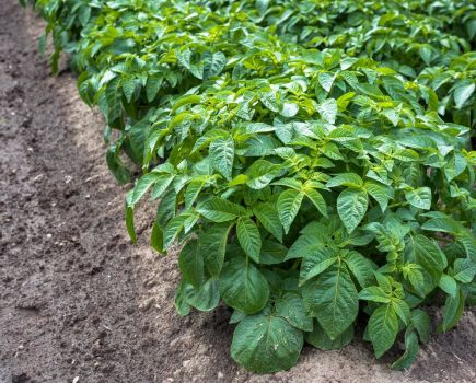 Innovation Insight: Tackling blight through strategic fungicide management