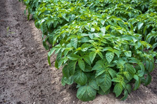 Innovation Insight: Tackling blight through strategic fungicide management