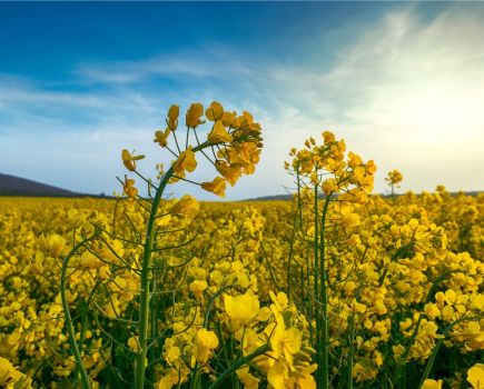 OSR disease control: Making the most of actives